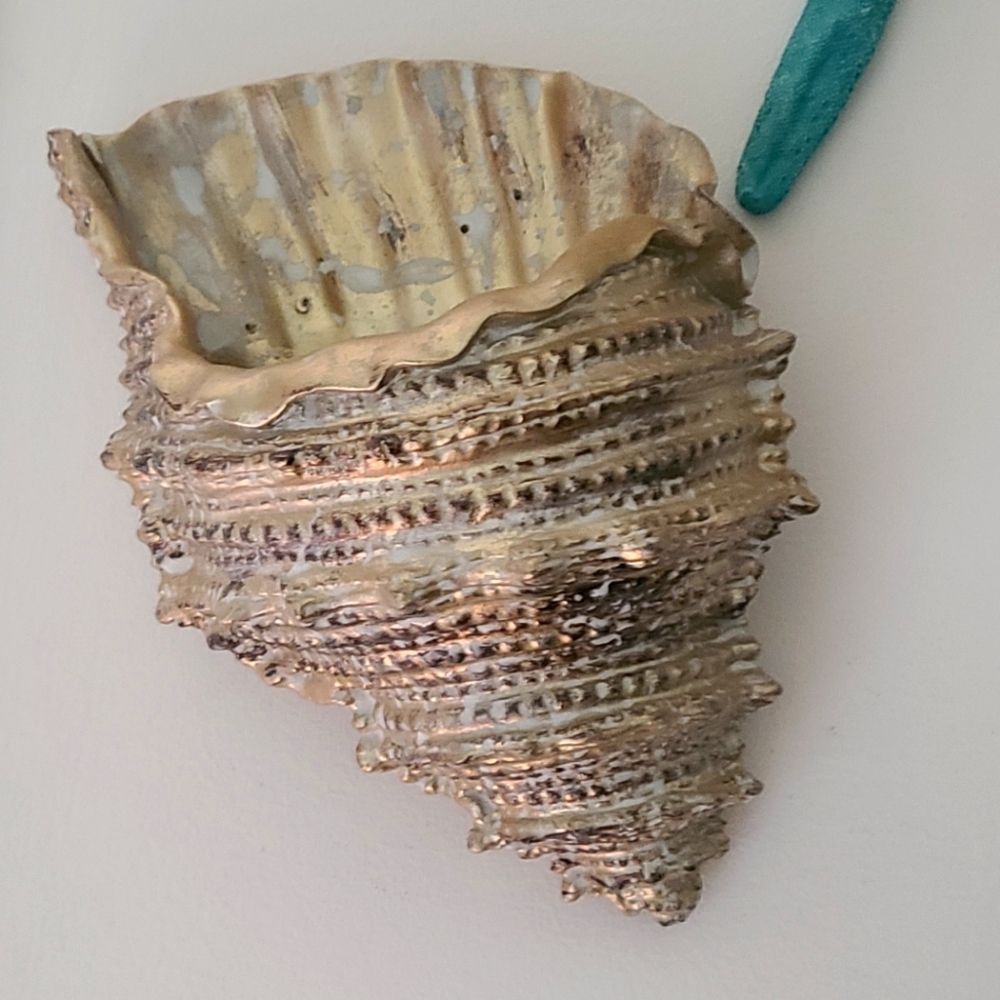 Golden wall shell